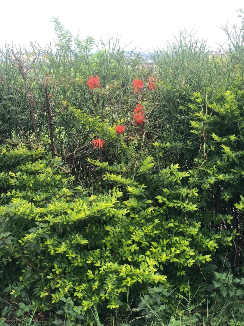 Plants with red flowers.